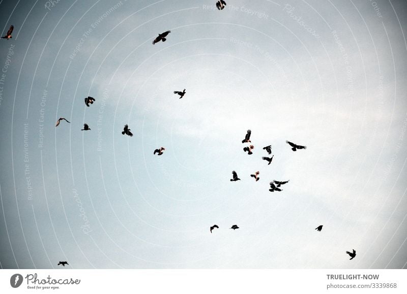 Ungeregelte Gruppendynamik Vogel Umwelt Natur Urelemente Luft Himmel Frühling Sommer Herbst Winter Klima Klimawandel Wetter Schönes Wetter Wind Vogelschwarm