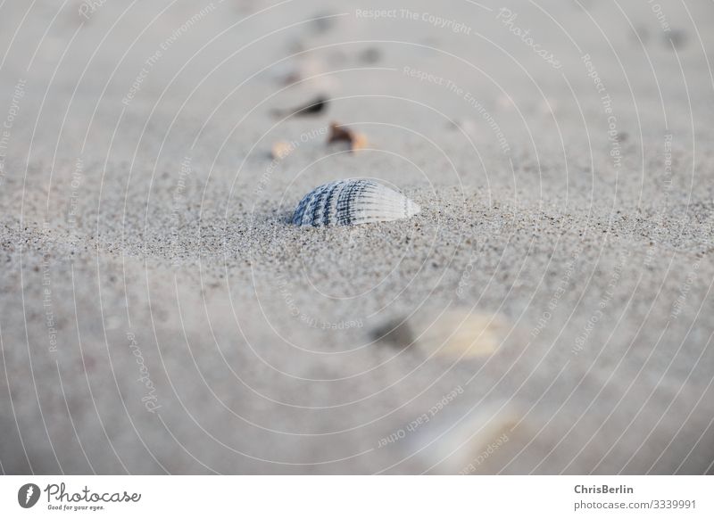 Muscheln am Nordseestrand Strand Natur Sand authentisch außergewöhnlich einfach maritim ruhig ästhetisch Symmetrie Unschärfe einzeln Gedeckte Farben