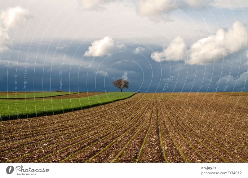 einsam Umwelt Natur Landschaft Pflanze Urelemente Erde Himmel Wolken Gewitterwolken schlechtes Wetter Unwetter Sturm Baum Nutzpflanze Feld bedrohlich dunkel