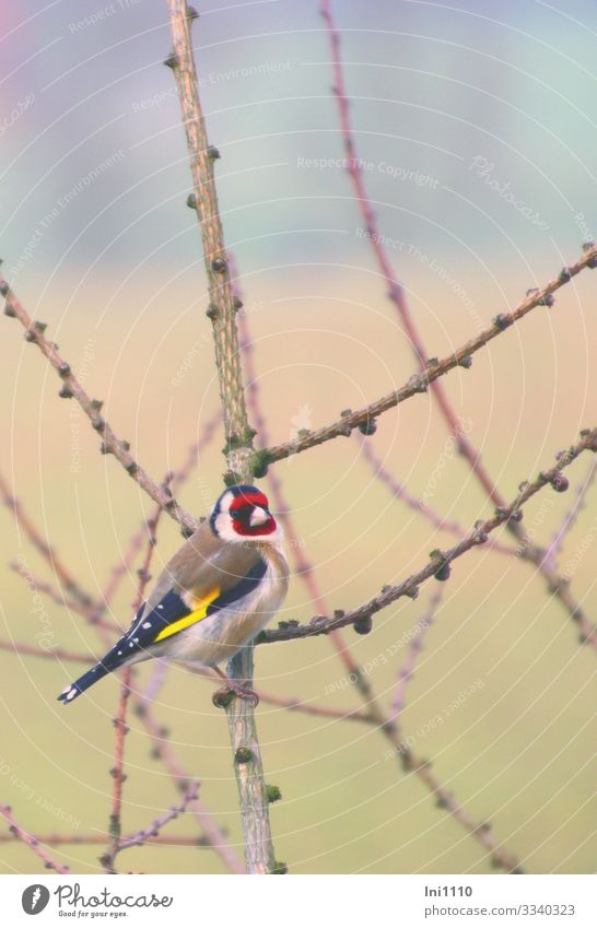 Stieglitz/Distelfink sitzt auf Lärchenzweig Wildtier Vogel 1 Tier mehrfarbig Fink Gesichtsmaske markant Sammenfresser Samen Zapfen Aktion Feder Färbung