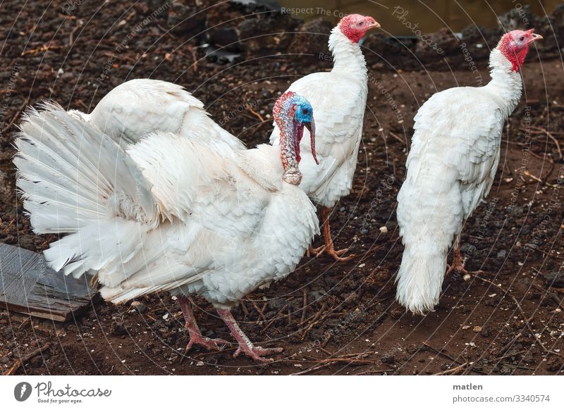 Sonntagsspaziergang Tier Haustier Vogel 3 Tierfamilie braun weiß Spaziergang Truthahn Truthenne Farbfoto Außenaufnahme Textfreiraum links Textfreiraum rechts