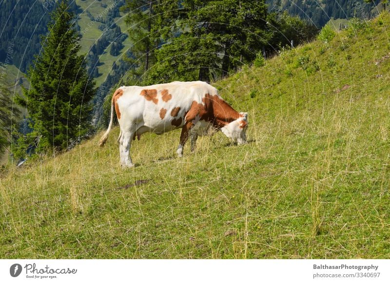 Kuh auf Wiese (in den Bergen) Ferien & Urlaub & Reisen Ausflug Freiheit Sommer Berge u. Gebirge wandern Umwelt Natur Landschaft Sonnenlicht Wetter