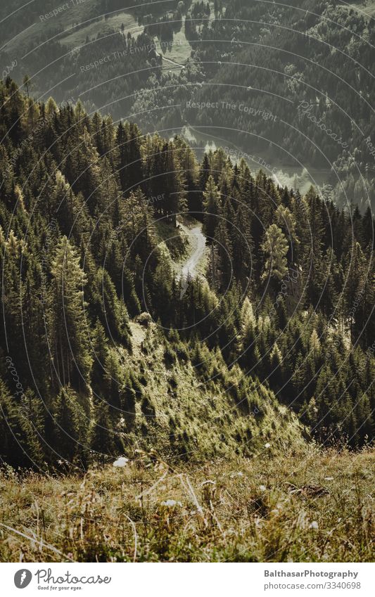 Blick von einem Berghang (Weg durch Wald) Ferne Freiheit Sommer Berge u. Gebirge wandern Umwelt Natur Landschaft Pflanze Sonne Wetter Wärme Baum Gras Sträucher