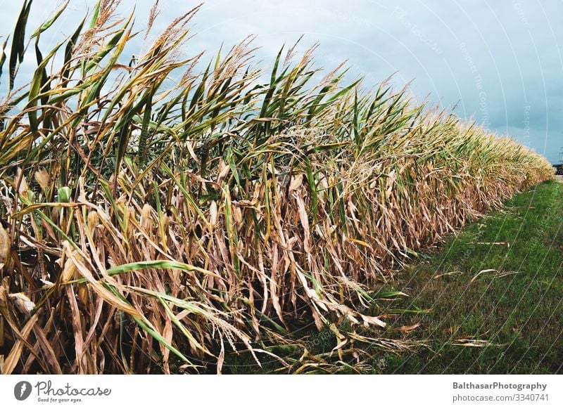 Maisfeld Lebensmittel Gemüse Ernährung Vegetarische Ernährung Sommer Kultur Umwelt Natur Landschaft Pflanze Luft Himmel Wolken Gewitterwolken Wetter