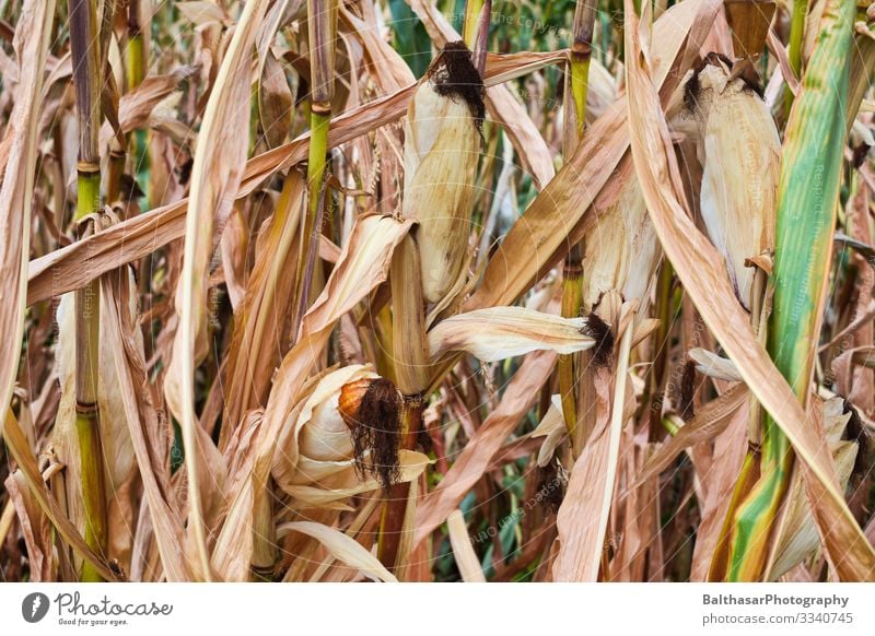 Maiskolben (im Maisfeld) Lebensmittel Gemüse Ernährung Vegetarische Ernährung Sommer Kultur Umwelt Natur Pflanze Klima Klimawandel Wärme Dürre Nutzpflanze Feld