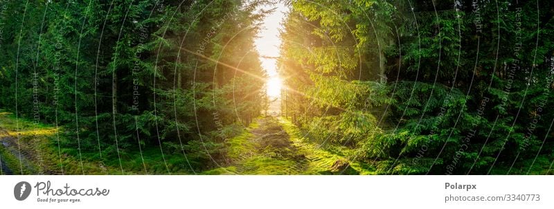 Grüne Waldpanoramalandschaft mit Sonnenlicht schön Sommer Umwelt Natur Landschaft Pflanze Baum Gras Moos Blatt Park Wege & Pfade natürlich wild grün Kiefer