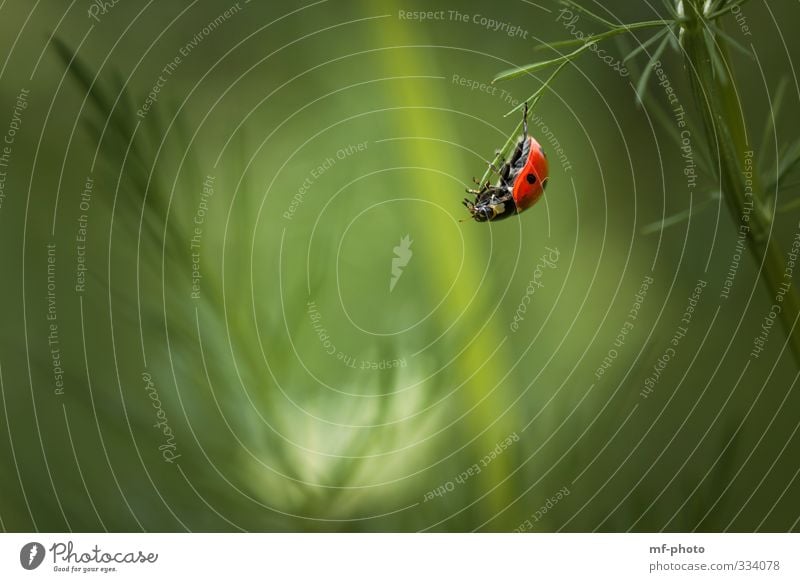 Freeclimber Natur Pflanze Tier Frühling Käfer Marienkäfer 1 grün rot Farbfoto Außenaufnahme Makroaufnahme Menschenleer