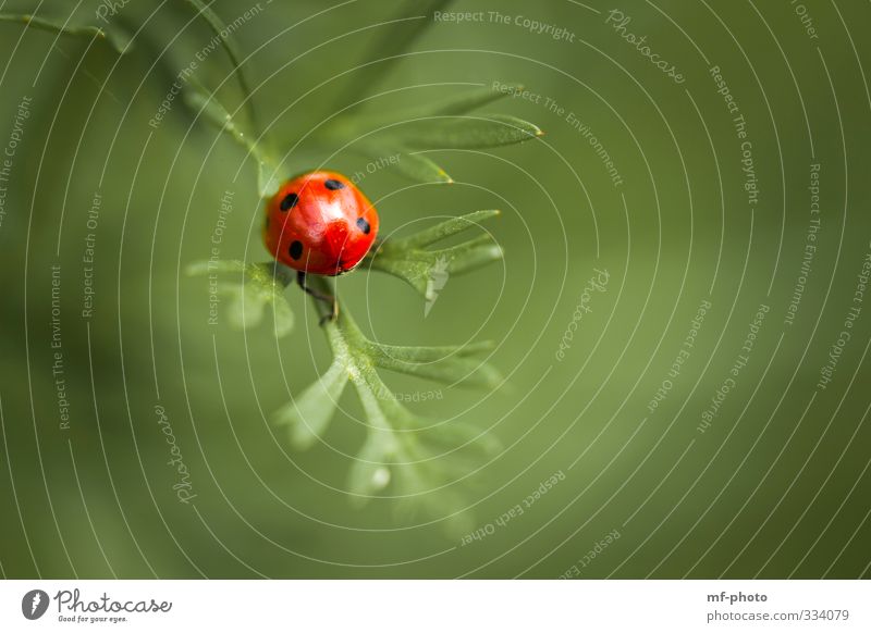 Nix wie weg hier... Pflanze Tier marienkäfer grün rot Farbfoto Außenaufnahme Makroaufnahme