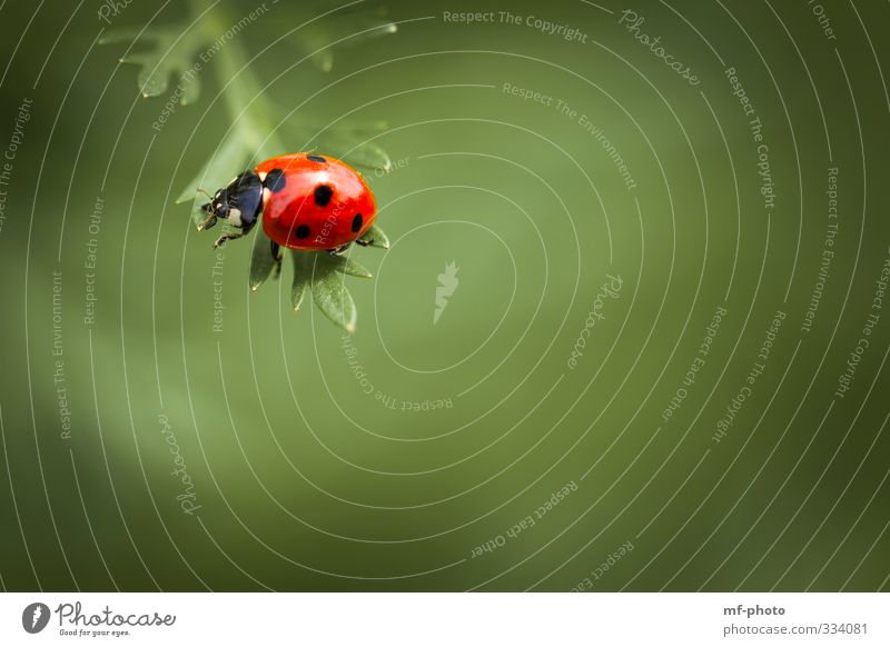 Balance halten... Natur Frühling Marienkäfer grün rot Farbfoto Makroaufnahme