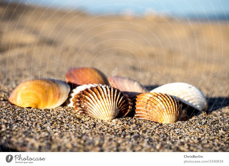 Muscheln im Abendlicht Sommer Strand Meer Natur Landschaft Sand Küste maritim ruhig ästhetisch Erholung Abenddämmerung mehrfarbig Außenaufnahme Nahaufnahme