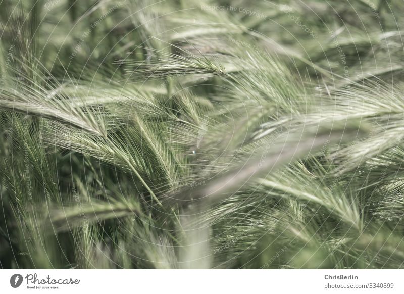 Mitten im Kornfeld Natur Landschaft Sommer Nutzpflanze Getreide Feld natürlich grün Umwelt Gedeckte Farben Außenaufnahme Getreidefeld Landwirtschaft Ähren