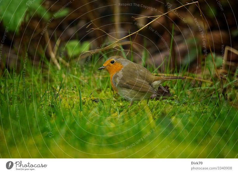 Rotkehlchen auf dem Rasen Umwelt Natur Winter Pflanze Gras Sträucher Garten Park Wiese Bremen Deutschland Tier Wildtier Vogel Singvögel 1 Fressen hocken Jagd