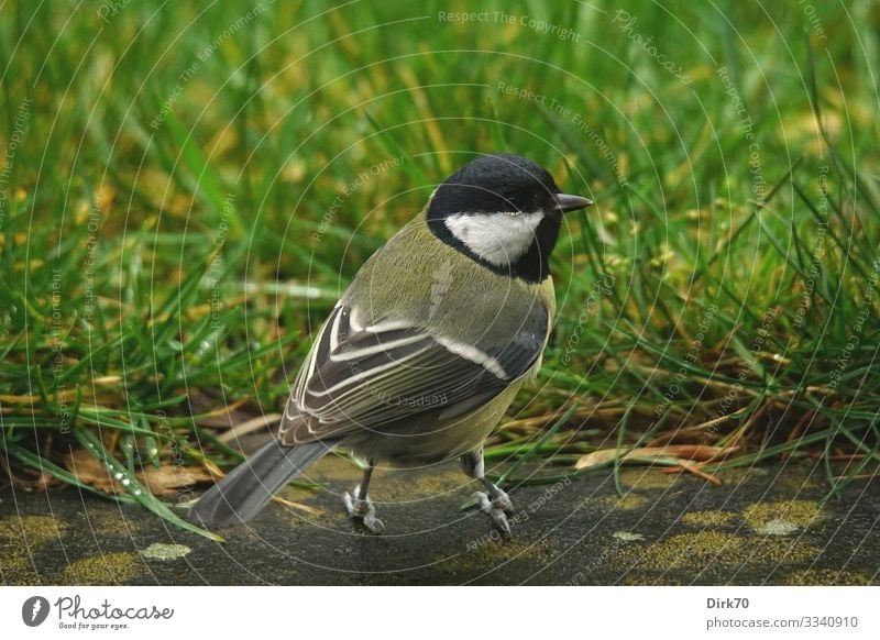 Kohlmeise auf der Terrasse Umwelt Natur Winter schlechtes Wetter Pflanze Gras Grünpflanze Flechten Garten Wiese Bremen Deutschland Pflastersteine Tier Wildtier