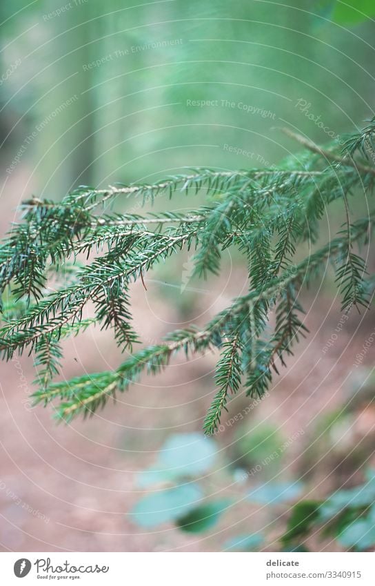 Green Forest Wald Waldboden Zweige u. Äste Natur Baum Außenaufnahme Menschenleer Blatt Pflanze Baumstamm grün Umwelt Herbst Landschaft braun Bokeh