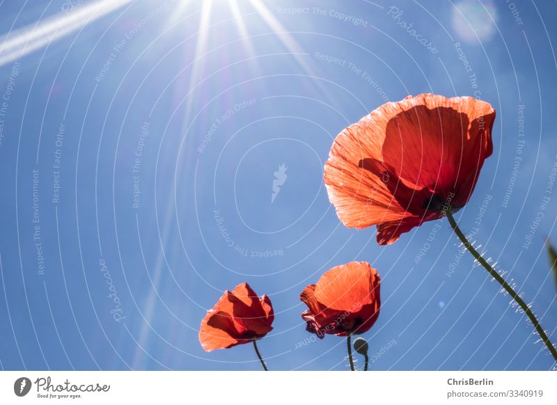 Sommer-Mohn Natur Pflanze Wolkenloser Himmel Schönes Wetter Blüte Mohnblüte ästhetisch authentisch blau rot Kraft ruhig einzigartig elegant