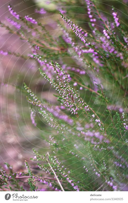 Lila&Grün lila grün Pflanze Natur Farbfoto Menschenleer Garten Blüte violett Blume Sommer Frühling Nahaufnahme Schwache Tiefenschärfe mehrfarbig Blühend Wiese