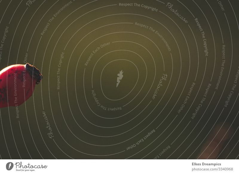 Ein Stück Hagebutte Natur Pflanze Winter Wildpflanze Wald entdecken ästhetisch rot sparsam Hagebutten Farbfoto Gedeckte Farben Außenaufnahme Nahaufnahme