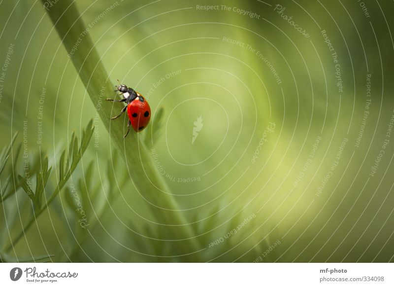 Bergauf Natur Pflanze Frühling Tier Marienkäfer 1 krabbeln laufen grün rot Glück Farbfoto Außenaufnahme Makroaufnahme Menschenleer Tag