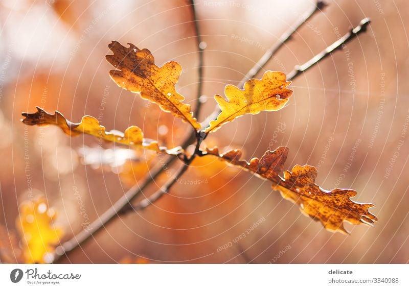 Herbst Farbfoto Lebensraum trocken mehrfarbig Schatten Kontrast Mischwald Laubbaum Jahreszeiten Spaziergang Pause Leichtigkeit herbstlich braun gelb Regen