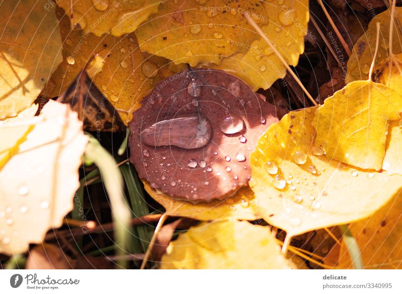 Regentropfen Umwelt Natur Landschaft Pflanze Wasser Wassertropfen Herbst Gras Sträucher Blatt nass Wald Waldboden Herbstlaub Baum Makroaufnahme Detailaufnahme