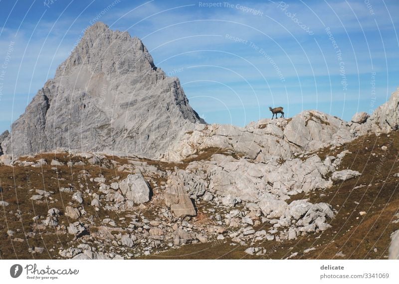 Bergziege Berge berg landschaft urlaub alpen sonne erholung reise ferien Felsen Gipfel Mountain Hiking Alps Peak Rock Adventure Trip Vacation & Travel Tourism