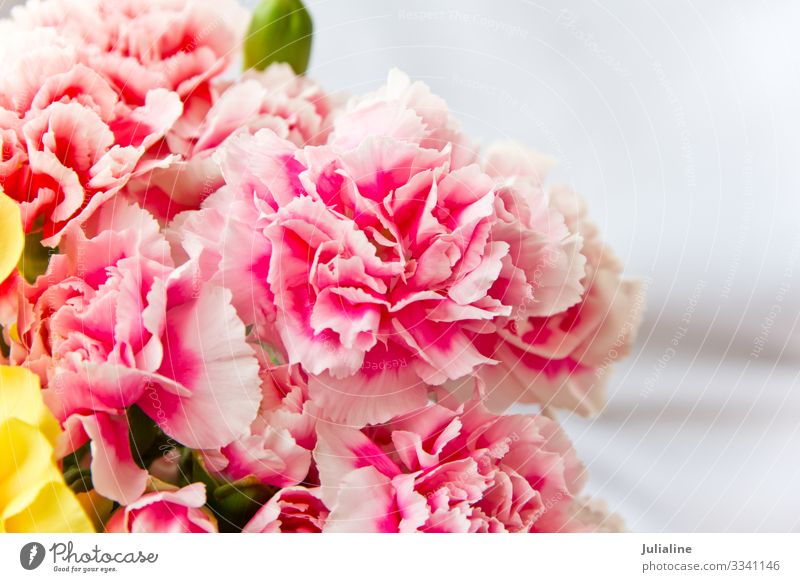 Rote Nelken Sommer Natur Pflanze Blume Blüte Blumenstrauß rot Gartennelke Frühling Sträußäußchen Farbfoto mehrfarbig