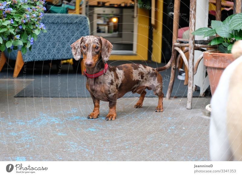 Hallo, ich bin ein Dackel! Freizeit & Hobby Veterinär Ruhestand Feierabend Tier Haustier Hund 1 Blick stehen natürlich braun Freude Kraft Leidenschaft Fürsorge