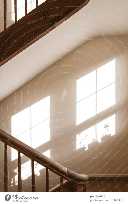 Wachstum Sonne Häusliches Leben Wohnung Haus Pflanze Gebäude Architektur Treppe leuchten entdecken aufsteigen Lichtstrahl Treppenhaus Zimmerpflanze Fenster