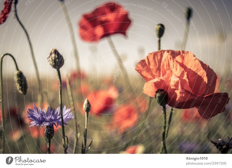 Mohn Landschaft Pflanze Sommer Schönes Wetter Blüte Feld Duft grün violett orange rot Mohnfeld Mohnblüte Kornblume Wiese Farbfoto Außenaufnahme Menschenleer Tag