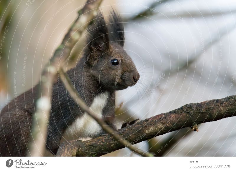 European brown squirrel in winter coat on a branch in the forest Natur Tier Wildtier Eichhörnchen 1 Ferne Neugier niedlich weich animal branches copy space