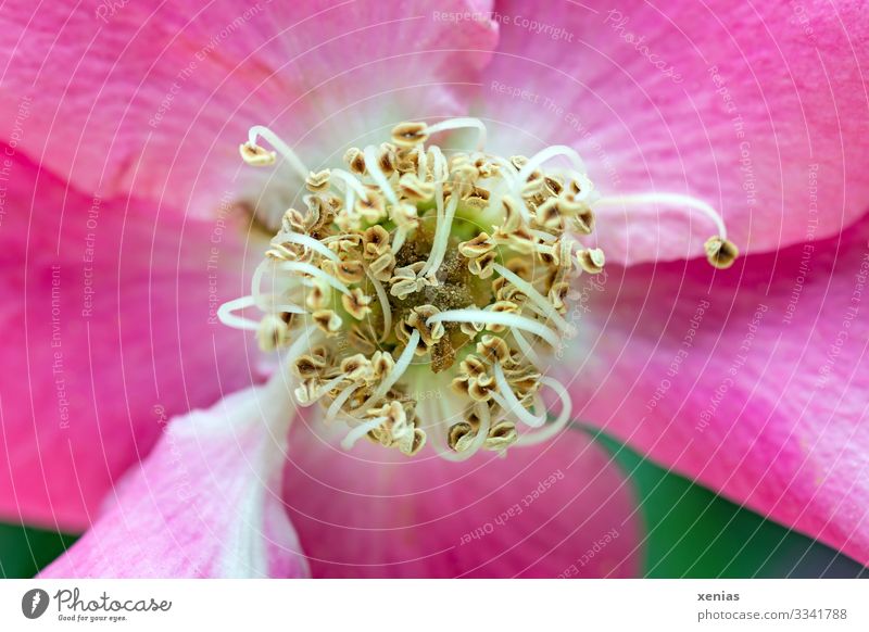 Makroaufnahme einer rosa ungefüllten Rose mit grünem Hintergrund Blüte Garten Blume Duft schön gelb Staubfäden xenias Hundsrose Textfreiraum links