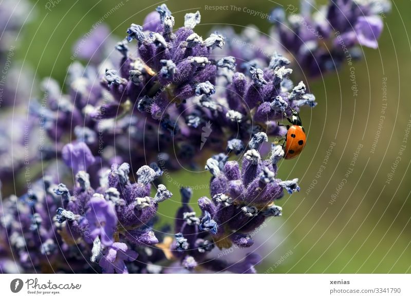 Marienkäfer am Lavendel Natur Sommer Blüte Garten Park Tier Käfer 1 Blühend krabbeln klein grün violett rot Glück ruhig xenias Farbfoto Außenaufnahme