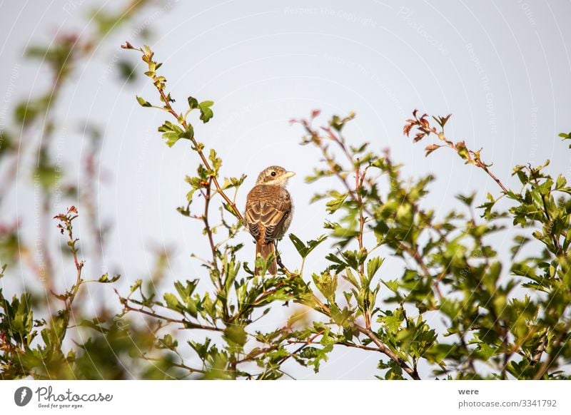 Young shrike sitting on a branch Natur Tier Wildtier Vogel 1 beobachten elegant klein Lanius excubitor animal bird copy space fly hunter nobody raptor songbird