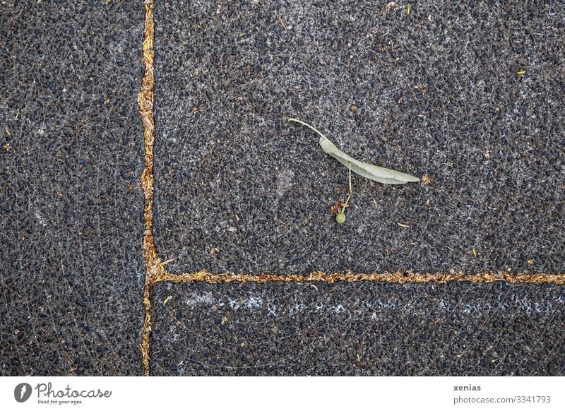 Lindensamen liegt auf grauem Stein mit Linien Samen Bürgersteig Umwelt Natur Klimawandel Baumsamen Stadt Wege & Pfade Beton Wachstum grün orange Ende säen