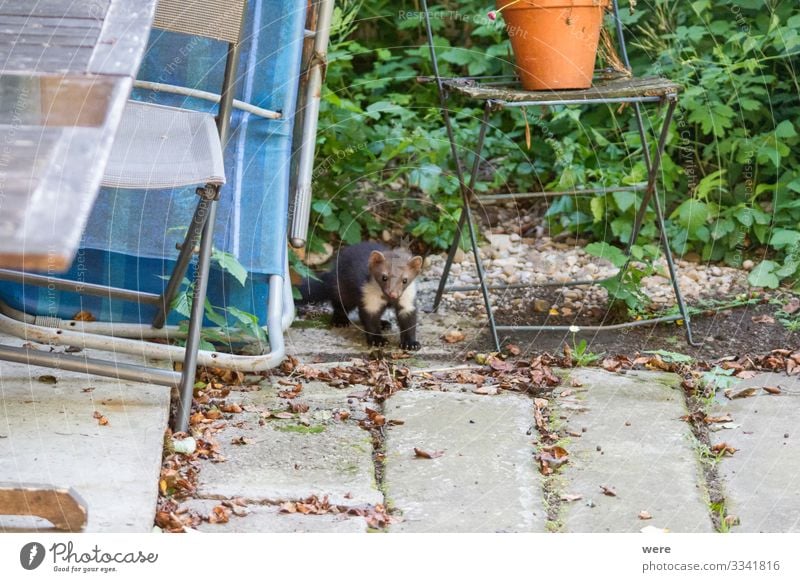 joung Stone marten peeks out of Garden Chairs Natur Tier Wildtier Marder 1 beobachten Fressen Jagd Aggression ästhetisch niedlich Martes foina animal bite