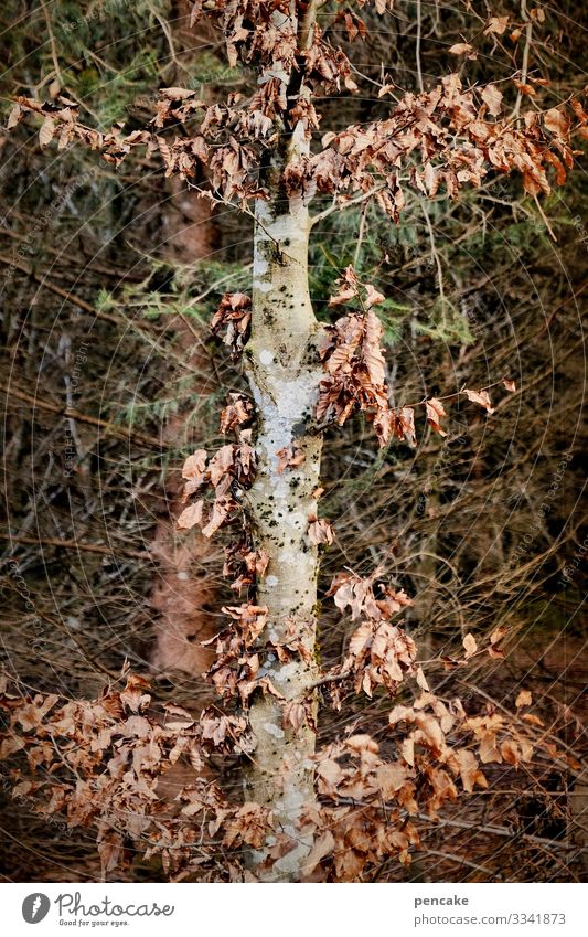 mangelhaft baum Wald Trockenheit absterben Wassermangel Klimawandel