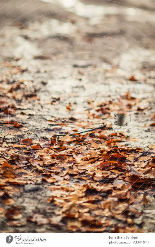 Herbstlaub auf dem Waldboden Abendsonne Dämmerung Farbigkeit Warmes Licht Abendsonnenlicht Hintergrundbild vergänglich Vergänglichkeit Jahreszeitenwechsel