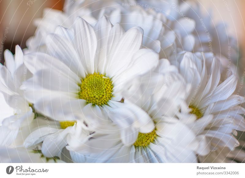 Gänseblümchen schön Sommer Garten Natur Pflanze Blume Blüte Blumenstrauß gelb weiß Chrysantheme geblümt Frühling Echte Kamille Beautyfotografie Margeriten