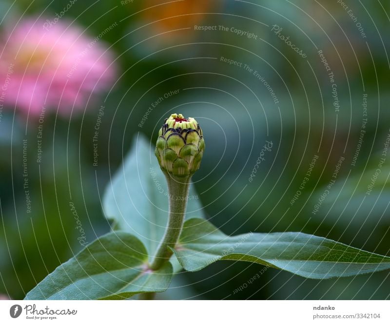 Zinnie-Blütenstiel mit grünen Blättern schön Garten Natur Pflanze Blume Blatt Blumenstrauß Wachstum frisch hell natürlich Farbe Ast Hintergrund Beautyfotografie