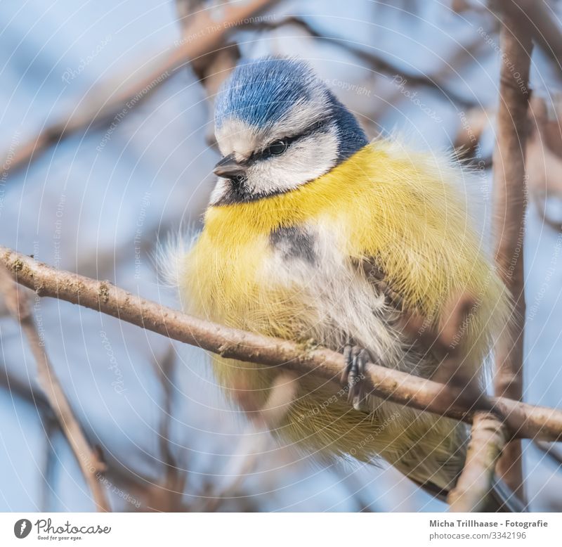 Aufgeplusterte Blaumeise im Baum Natur Tier Himmel Sonnenlicht Schönes Wetter Zweige u. Äste Wildtier Vogel Tiergesicht Flügel Krallen Meisen Kopf Schnabel Auge