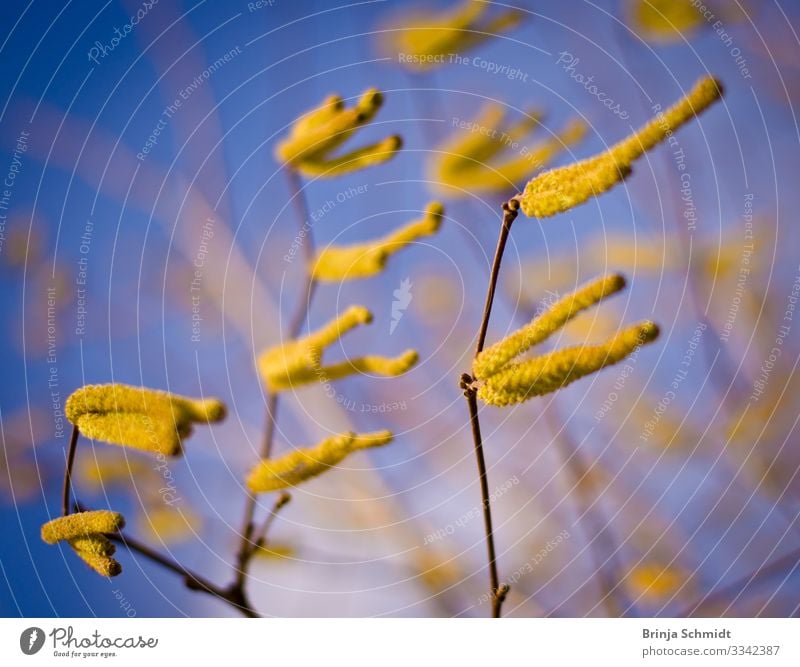 Blüten einer Haselnuss Umwelt Natur Pflanze Luft Wolkenloser Himmel Frühling Baum Feld Blühend fliegen glänzend hängen ästhetisch elegant Fröhlichkeit frisch