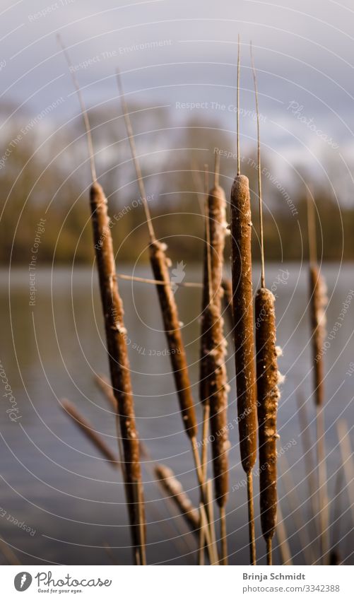 Rohrkolben am Ufer eines Sees Umwelt Natur Landschaft Pflanze Luft Wasser Wolken Winter Röhricht Reet Park Wiese beobachten Blühend frieren schaukeln stehen