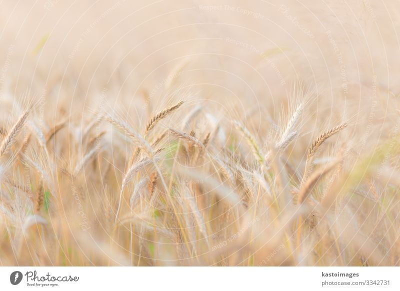 Weizenfeld. Brot schön Sommer Sonne Umwelt Natur Landschaft Pflanze Wachstum natürlich reich gelb gold Farbe Großgrundbesitz Feld Müsli Ackerbau Kulturfeld