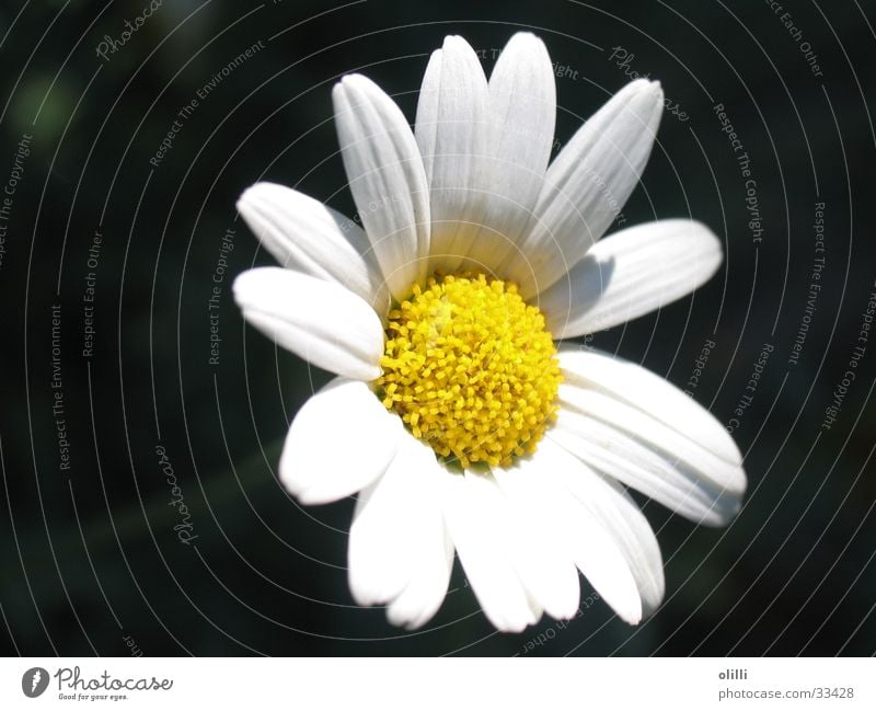 Margerite Pflanze Blume gelb weiß Ernährung Makroaufnahme