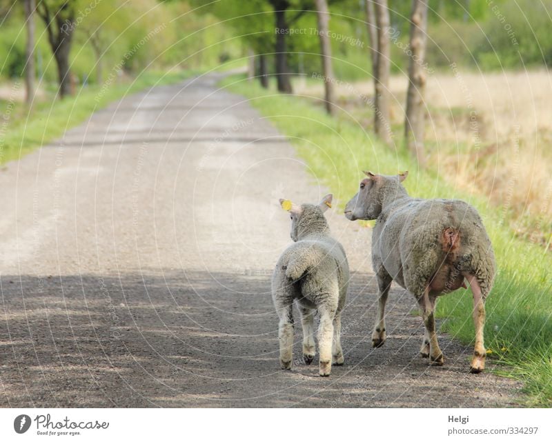 Helgiland | Rosalinde und Annabel... Umwelt Natur Landschaft Frühling Schönes Wetter Baum Moor Sumpf Straße Tier Nutztier Schaf 2 Tierjunges Bewegung gehen