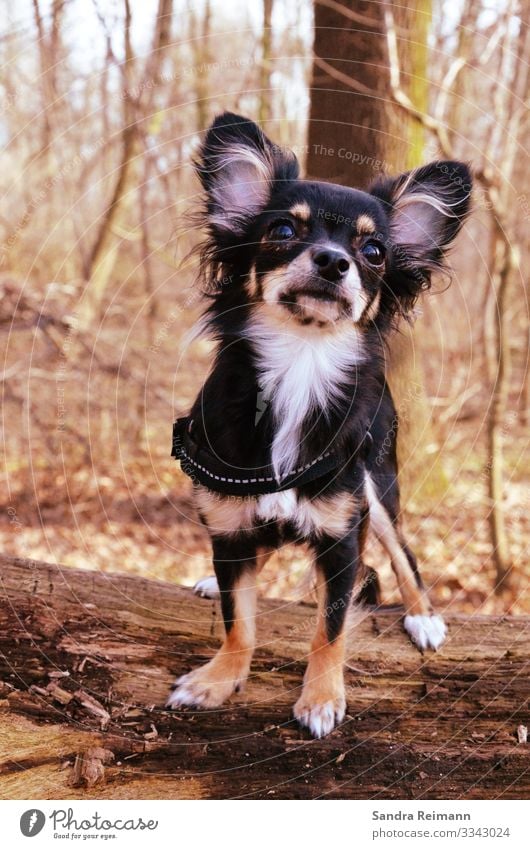 die Lotta Herbst Baum Wald Haustier Hund 1 Tier bedrohlich schön kuschlig klein Neugier niedlich klug braun schwarz weiß Zufriedenheit selbstbewußt Coolness