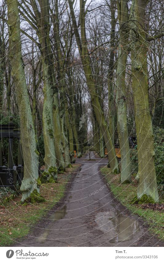 Friedhof Berlin Stadt Hauptstadt Stadtzentrum Menschenleer Stimmung Traurigkeit Unendlichkeit Baum Wege & Pfade Winter Pfütze Farbfoto Außenaufnahme Tag