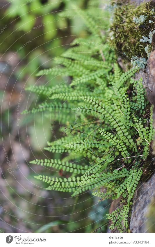 Green Forest Wald Waldboden Zweige u. Äste Natur Baum Außenaufnahme Menschenleer Blatt Pflanze Baumstamm grün Umwelt Herbst Landschaft braun Bokeh