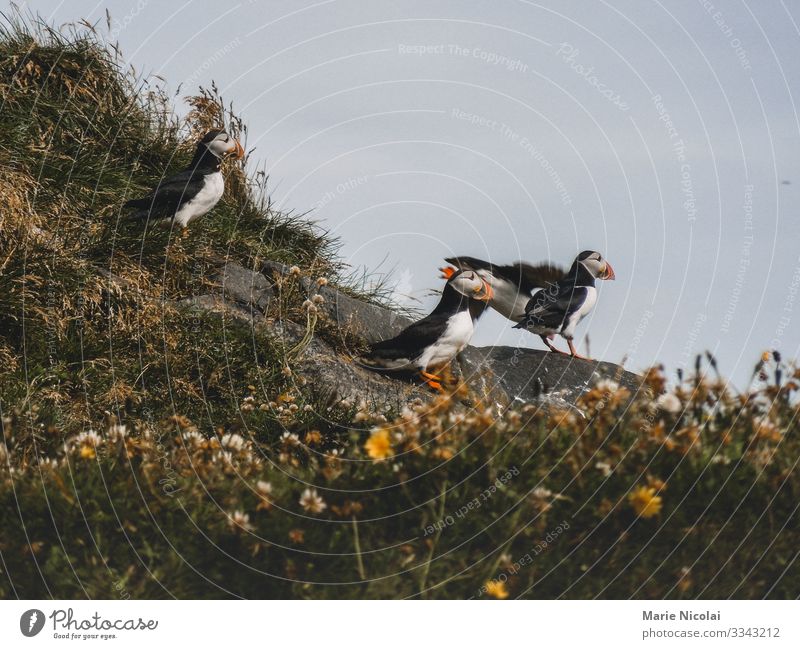 Papageientaucher an der isländischen Küste Umwelt Natur Tier Urelemente Erde Sommer Blatt Blüte Wildpflanze Wildtier Vogel Flügel Fell Papageitaucher 3