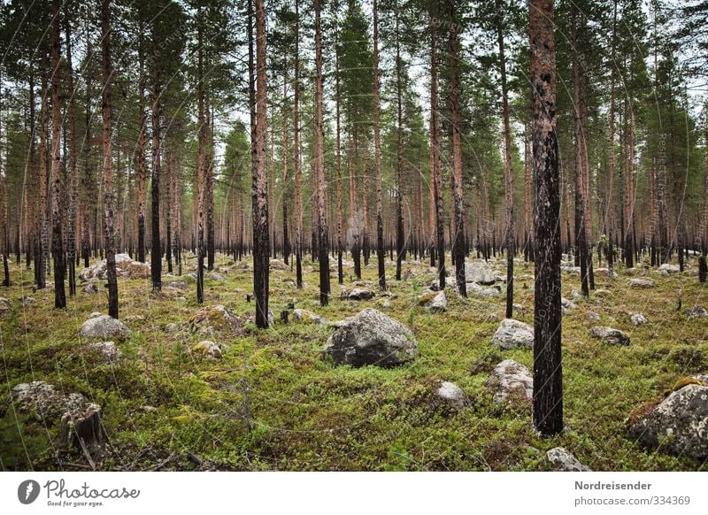 Findlinge ruhig Meditation Duft Ausflug wandern Landwirtschaft Forstwirtschaft Natur Landschaft Baum Wald Felsen warten nachhaltig Ordnung stagnierend Stimmung